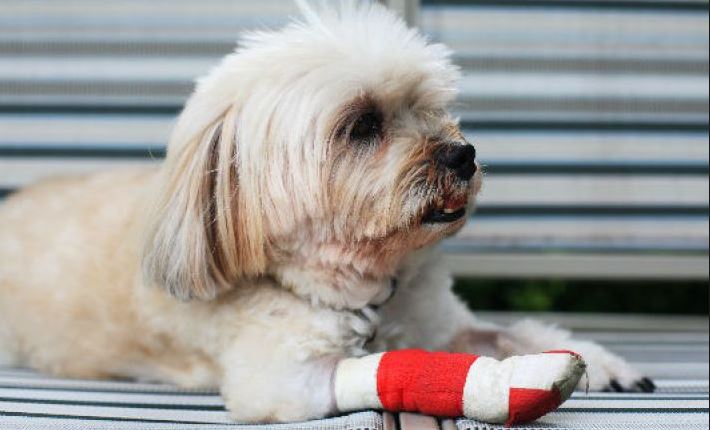 Hondje brandt pootjes aan heet asfalt
