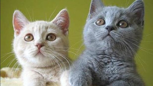 Ben je eenzaam, neem een poes in huis