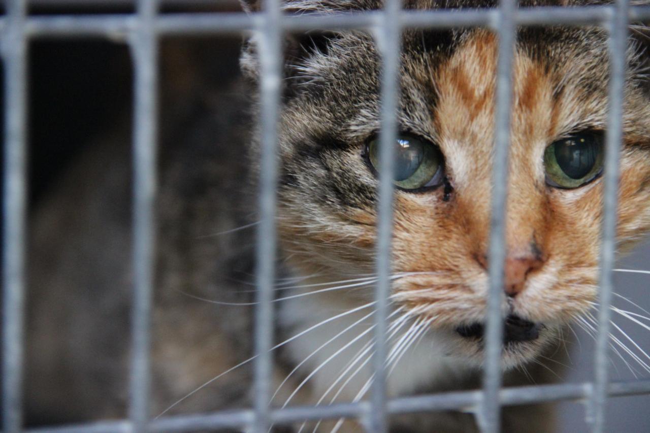 Geef honden en katten een last minute gouden mandje