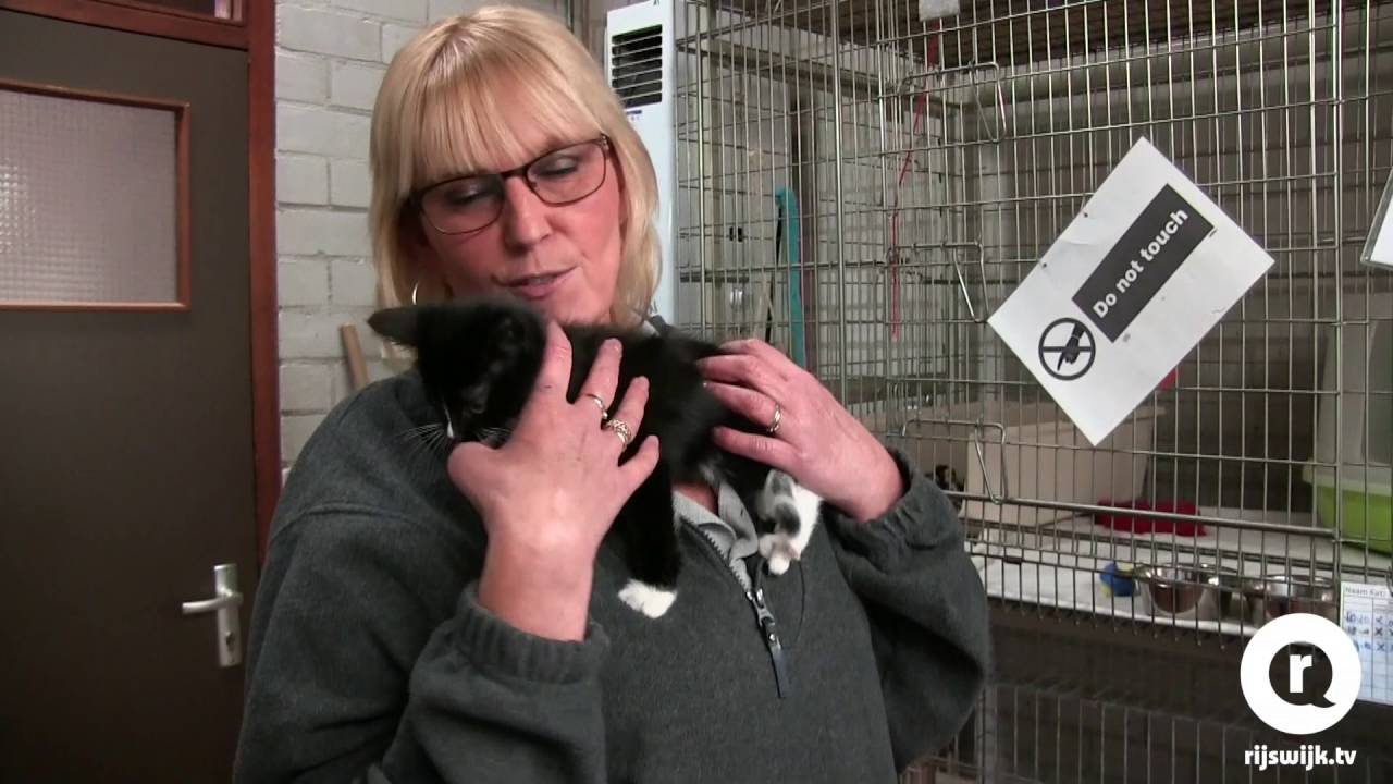 Haal een lieve kat of hond op tijdens de Warme Huisdagen