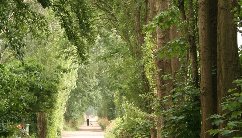 Aantal bomen daalt in Rijswijk