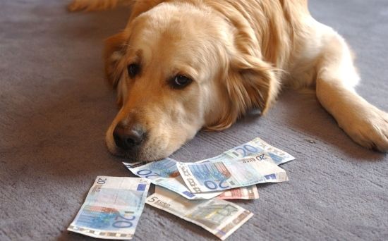 Heeft u een hond? Belasting betaald?