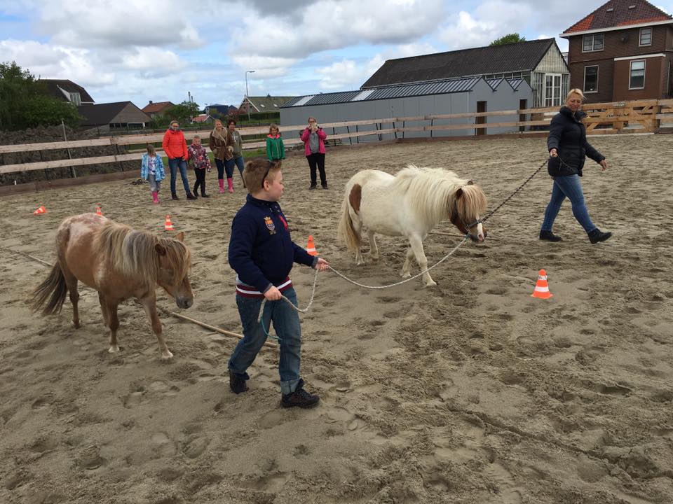 Workshop met paard als co-coach
