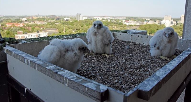 Slechtvalken in Rijswijk voor de camera