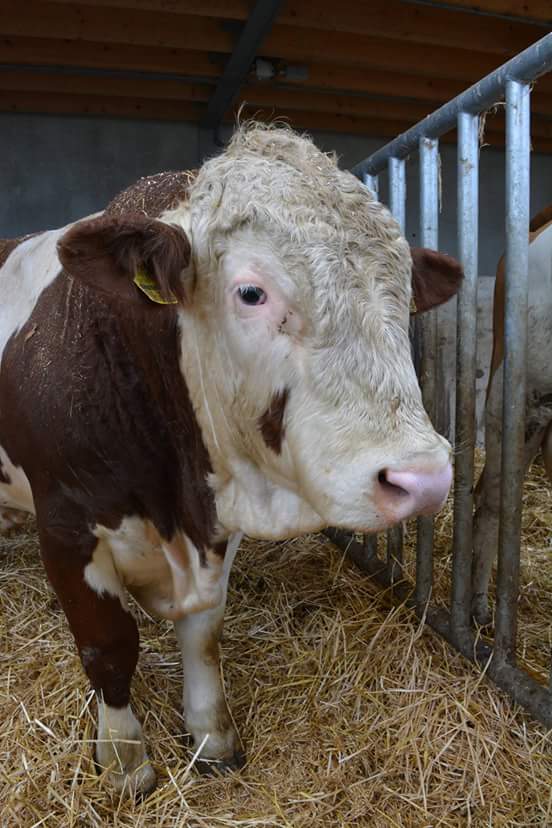 Nieuwe stier heet Oscar
