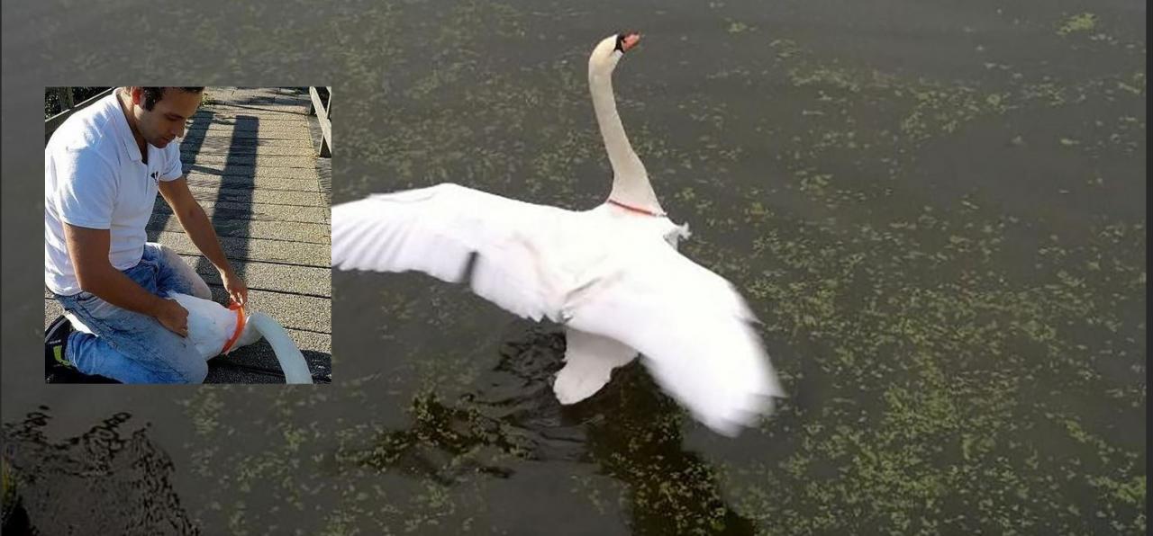 Rijswijkse zwaan verlost van frisbee om nek