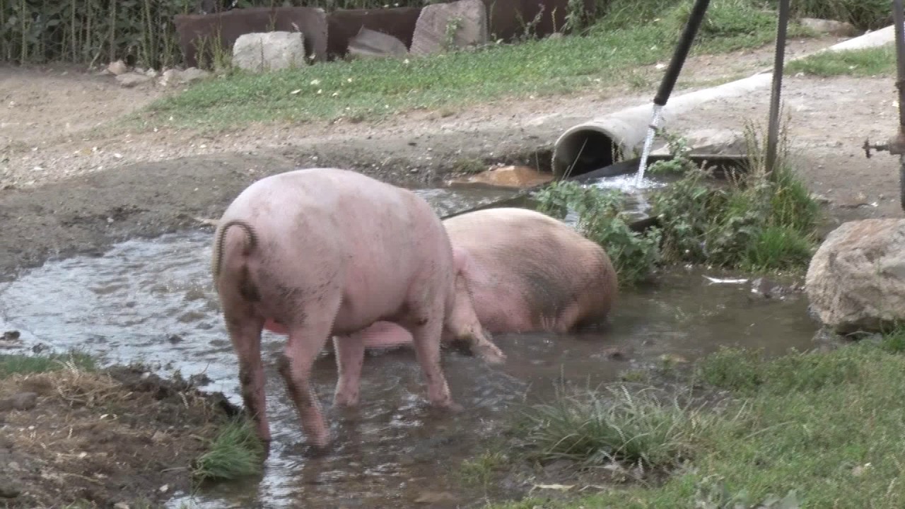 Armenië-actie wil Gouden Gans winnen