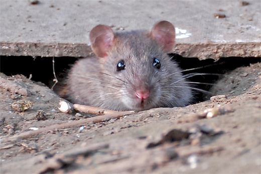 Muziekbuurt klaagt over ratten in huis