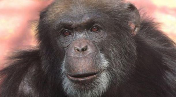 Chimpansees vliegen met TUI naar Nederland