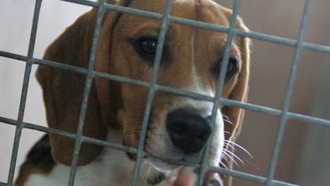 Rijswijk zet dierenwelzijn op agenda