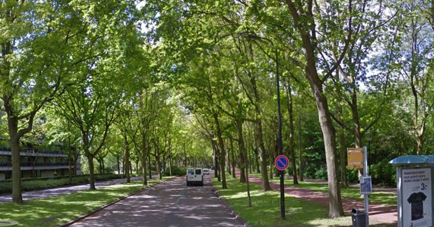 Teveel bomen verdwijnen van Generaal Spoorlaan