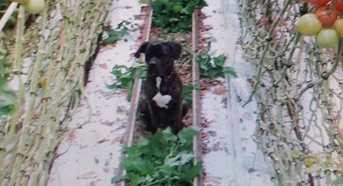 Hoe is het met asielhond Joost?