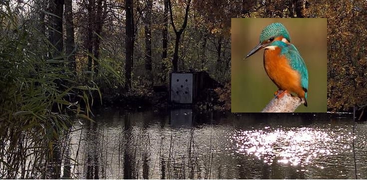 IJsvogelwand Wilhelminapark en Elsenburgerbos
