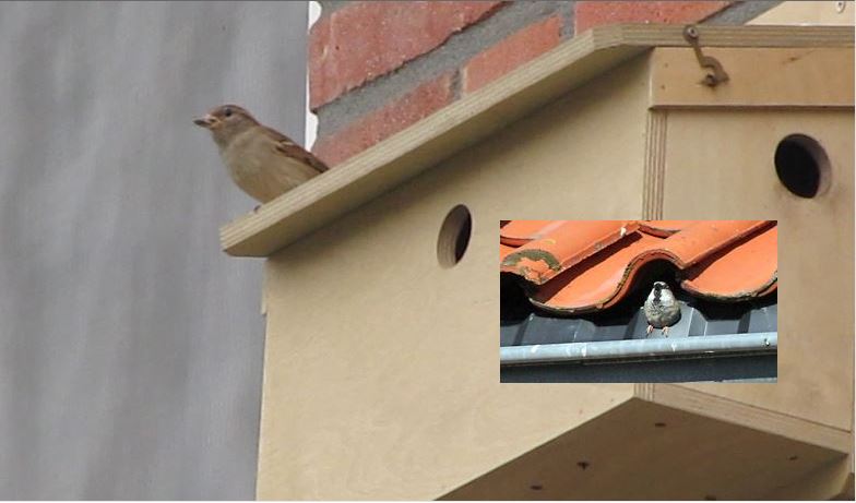 Voortbestaan Rijswijkse huismussen in gevaar