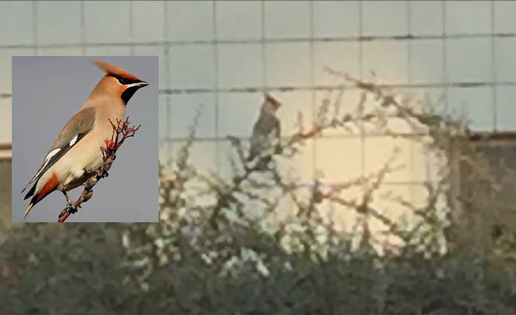 Pestvogel in Rijswijk gespot