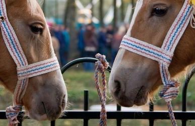 Paardenhandelaar veroordeeld tot 15 maanden cel