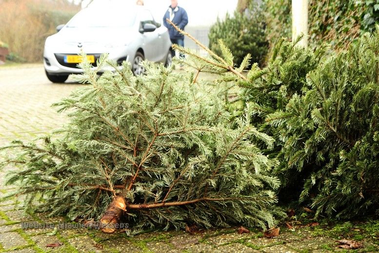 Kerstboominzameling groot succes