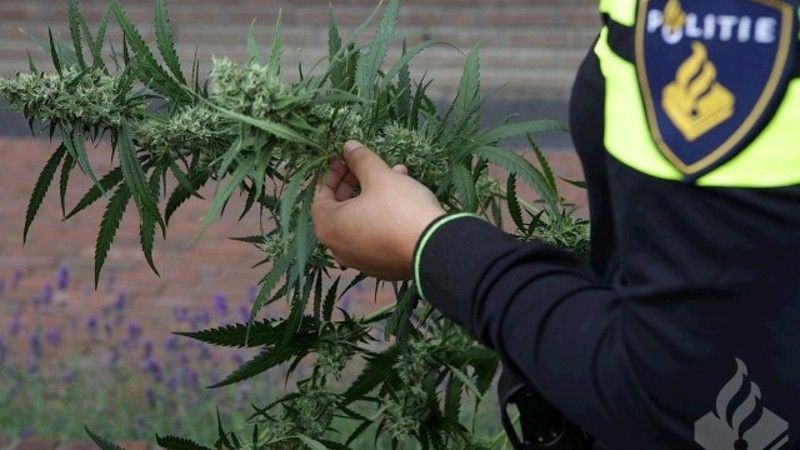 Hennepkwekerij opgeruimd boven Ackershof