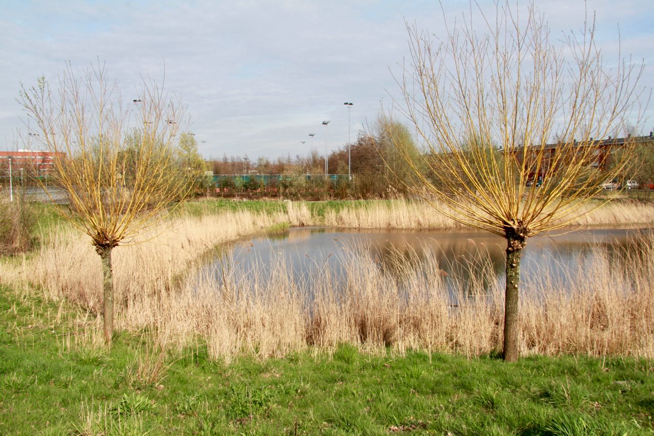 B & W: ‘Bomen dikker dan 25 cm zijn niet gekapt’