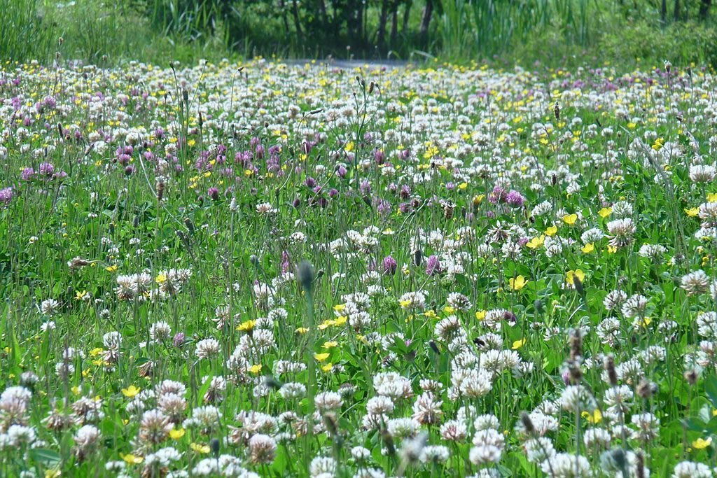 Meer ruiggras, bloemen en kruiden in Pijnacker-Noord