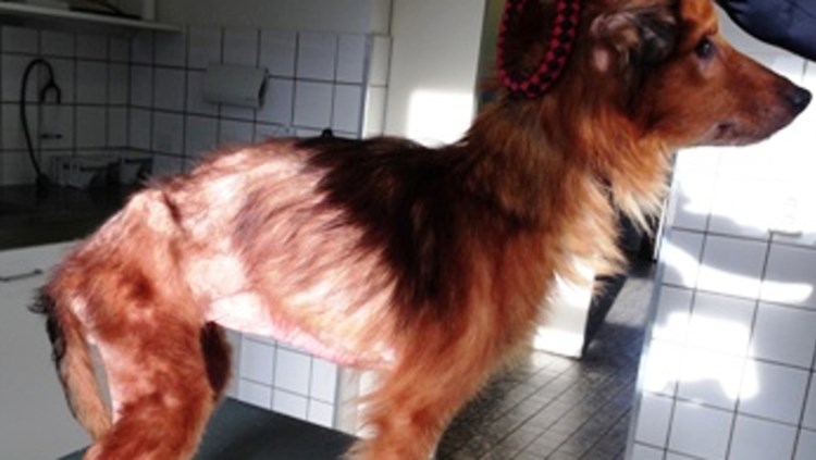 Rijswijk geeft dierenwelzijn prioriteit
