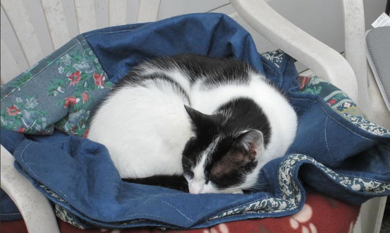 Kat vermist in de Molenlaan