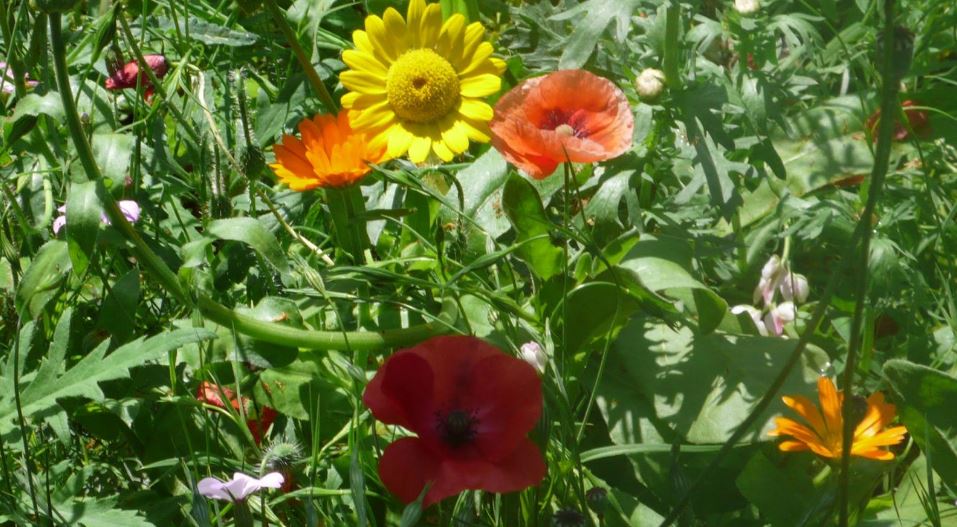 Bloemenzaadjes gratis bij de compost
