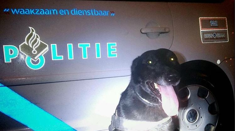 Politie houdt tevergeefs klopjacht op inbrekers
