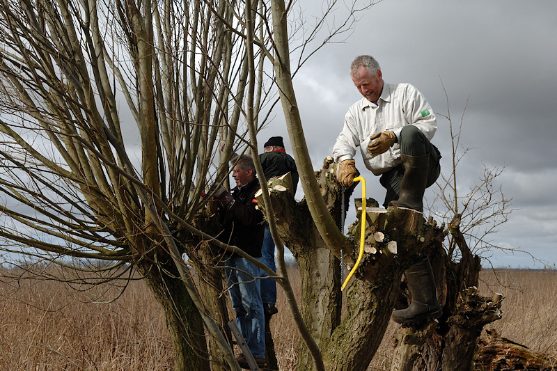 Wilgen snoeien in Nootdorp