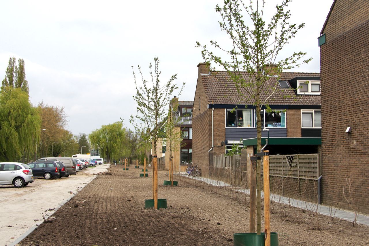 Nieuwe bomen op Meidoornlaan en het gras is ingezaaid