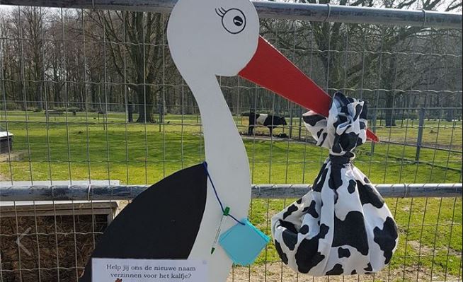 Wat wordt de naam van het nieuwe kalfje van Aukje