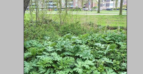 Bereklauw moet uitsterven in Rijswijk
