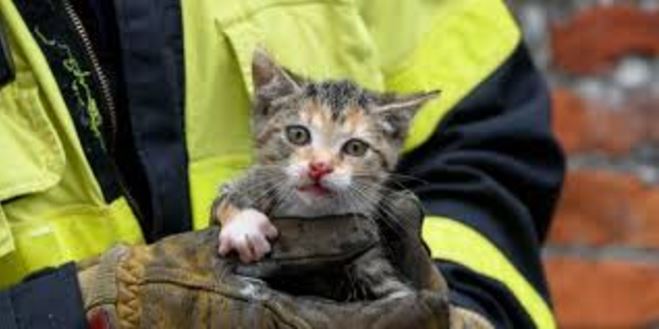 Strandwalfestival krijgt dierenpaviljoen Strandwalfestival krijgt dierenpaviljoen