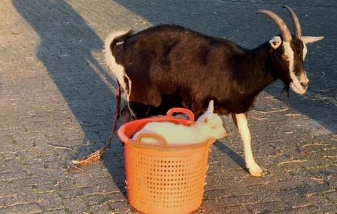 Kraamkamer op kinderboerderij Het Akkertje
