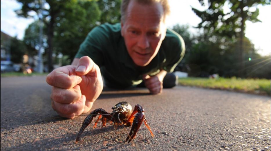 Opmars exotische kreeft in Rijswijkse wateren