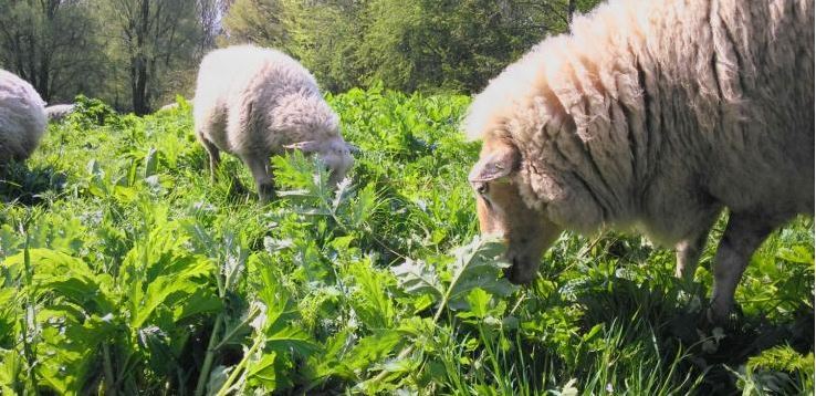 Schapen komen weer naar Rijswijk