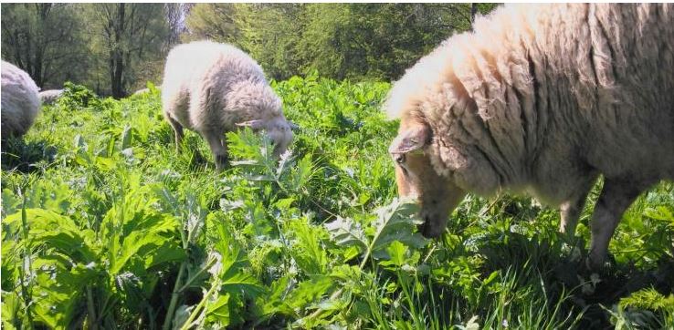 Schapen grazen in de Rijswijkse Hoekpolder