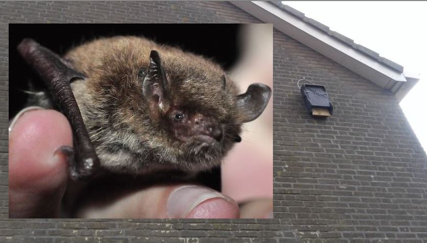 Rijswijkse dwergvleermuizen worden gevangen