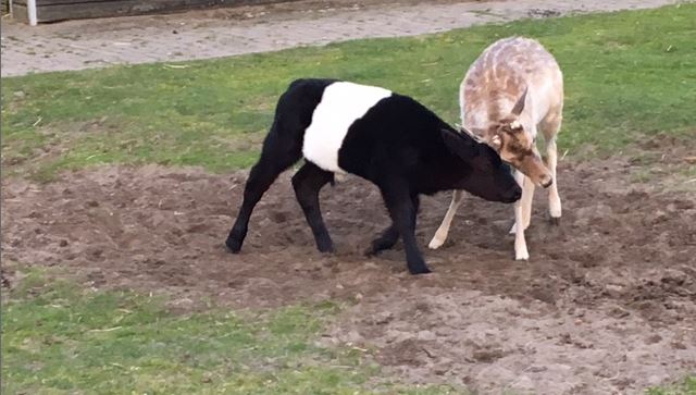 Wie is de sterkste van de kinderboerderij