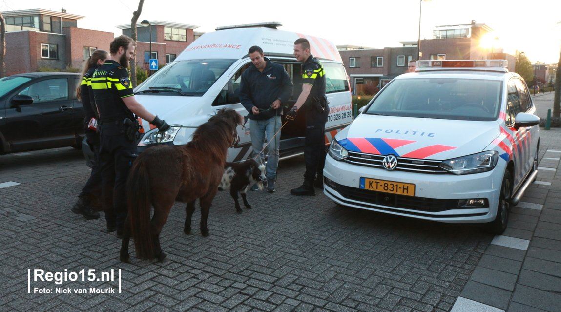 Politie houdt voortvluchtige geit en pony aan
