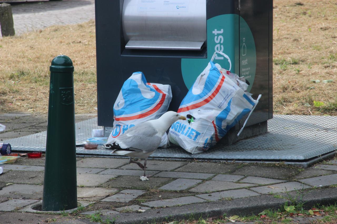 VIDEO: Grote berg puinafval illegaal gedumpt