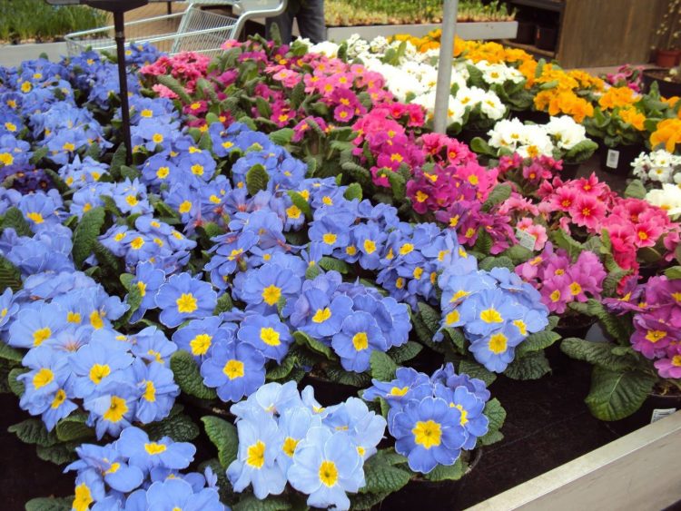 Plantjesmarkt voor restauratie van Knipscheerorgel
