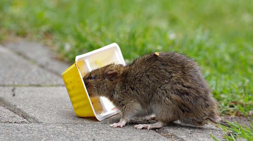 Nog steeds rattenoverlast in Endezant