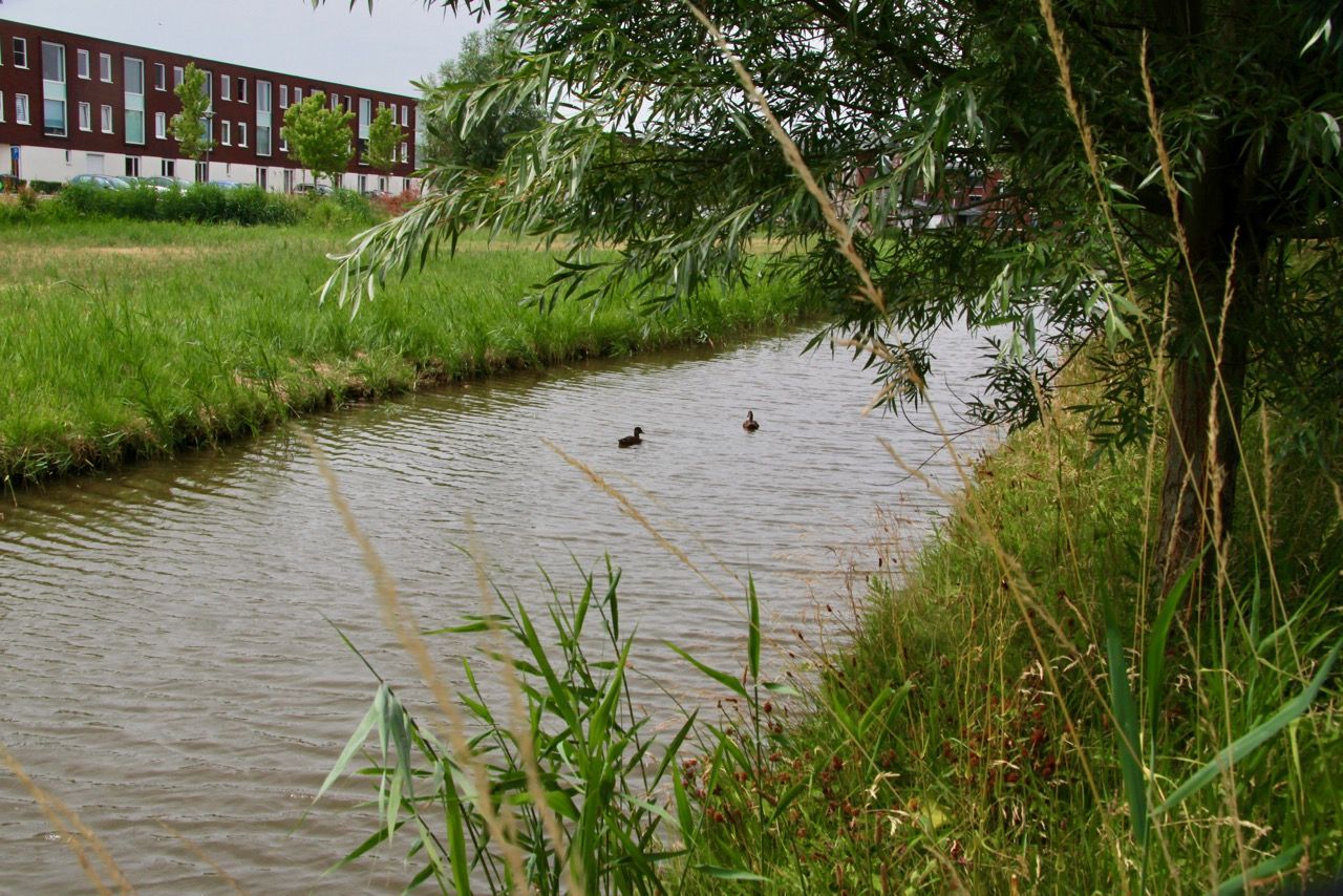 Hoogheemraadschap onderzoekt dode karpers