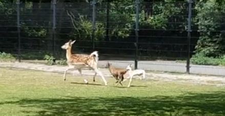 Jonge hertjes veilig op Kinderboerderij ‘t Akkertje