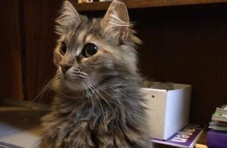 Boepsie uit Leeuwendaal is weg