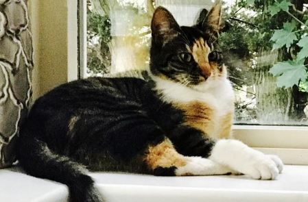 Poes Peanut is vermist in Cromvliet