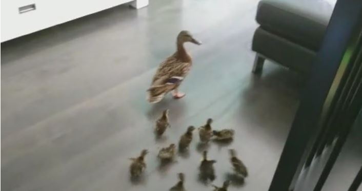 Moedereend met haar kroost door huis naar de sloot