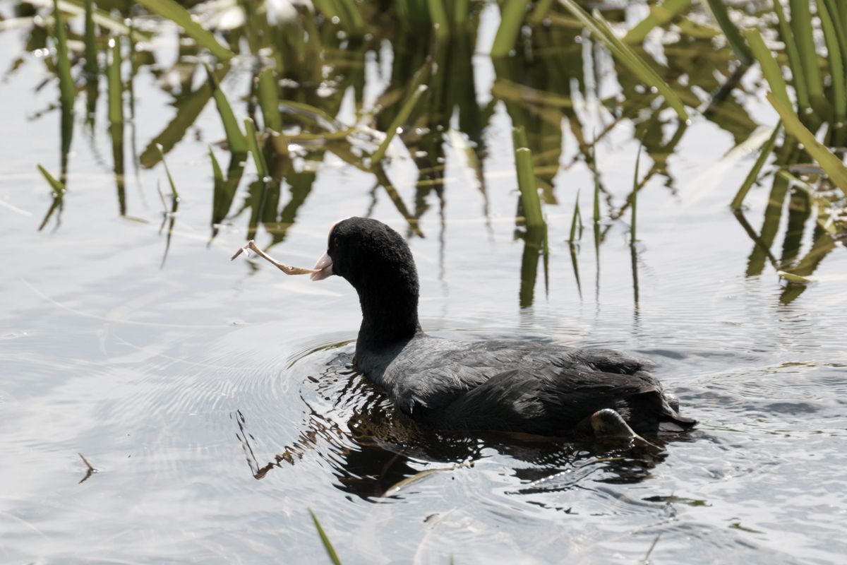 Zwemplas Delftse Hout krijgt een drijvend eiland
