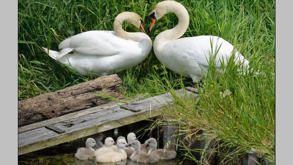 Romantiek in de voortuin